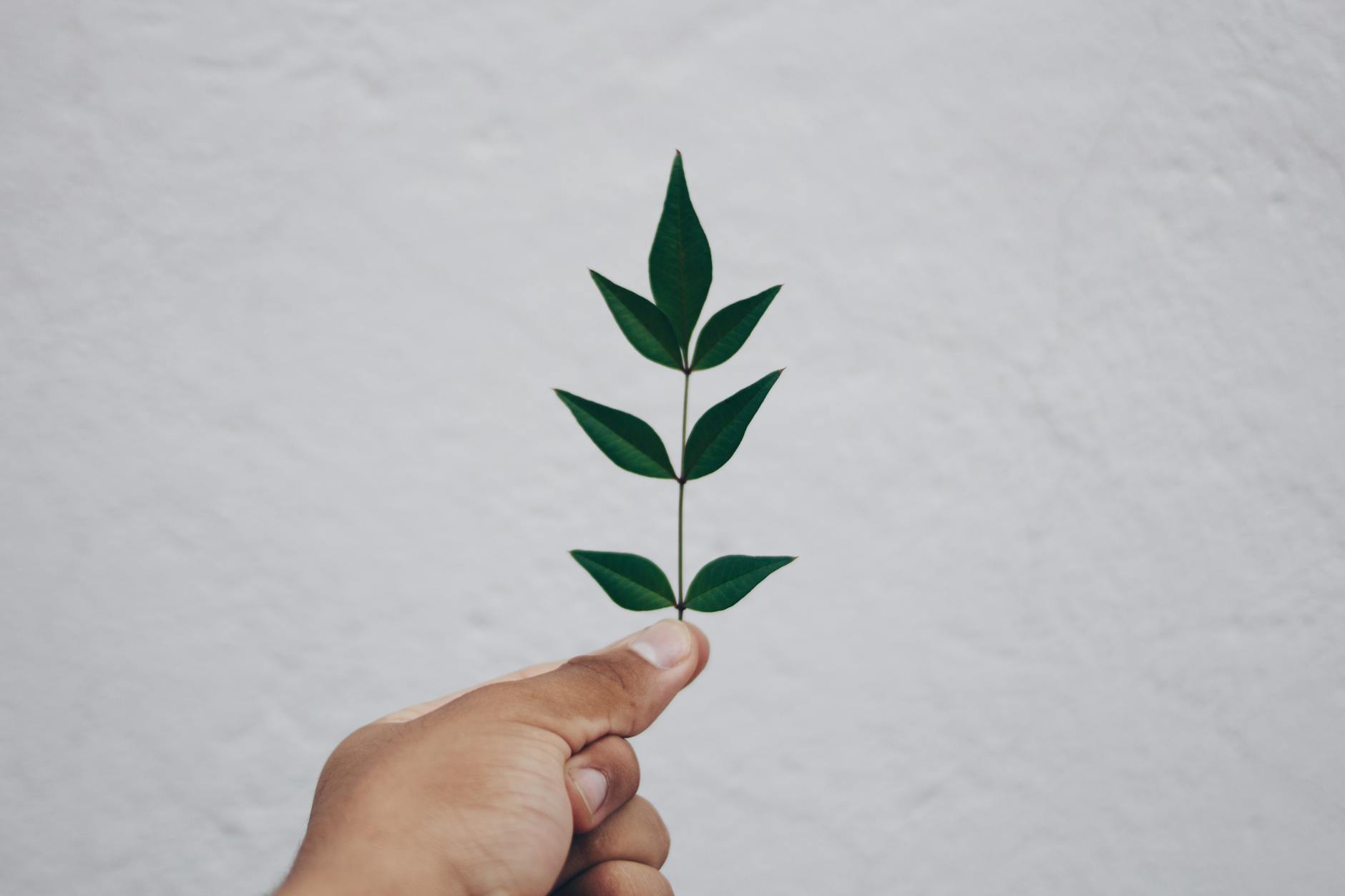 close up of hand holding plant against sky