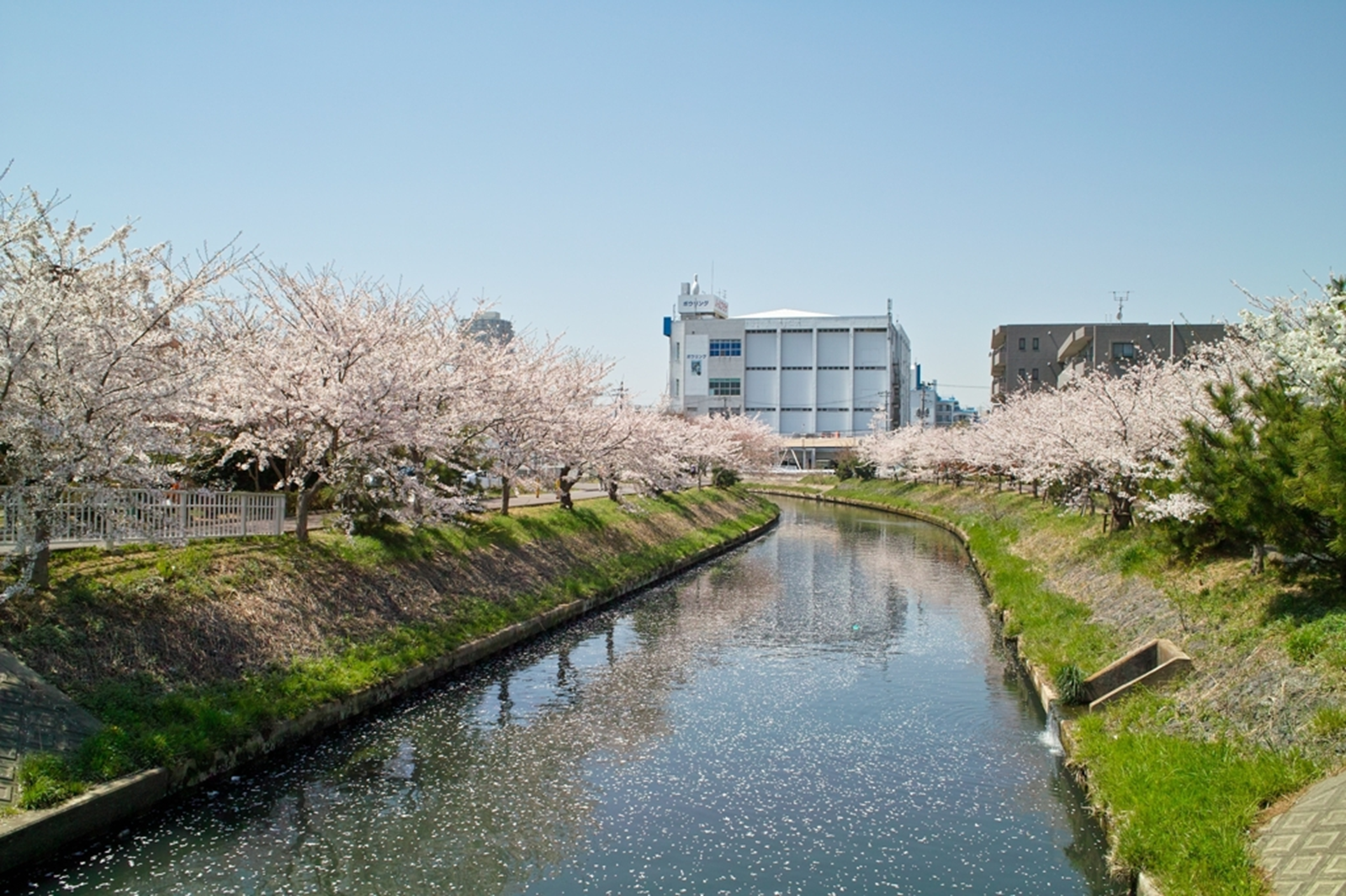 千葉県船橋市の海老川沿いの桜が満開のプロフィールページの画像